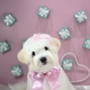 강남켄넬 이미지