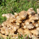 생강약국 이미지