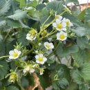 우주농장 | 37개월 아기랑 우주딸기 농장 후기