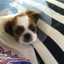 개편하개 | 대추의 발사탕 : 트레이드마크 / 강아지 넥카라 / 넥쿠션 / 애견용품 / 중성화수술 / 시츄 / 반려견...