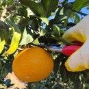 녹산2농장 이미지