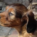 나는강아지 이미지