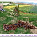 플로리아 티스토리