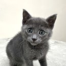 대전 고양이분양 퍼스트캣 대전점 이미지