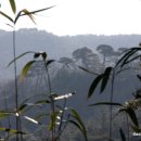 소나무 풍경 이미지