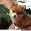 도그파파 동물병원 이미지