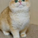 샤인모어 이미지