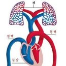 혈관(血管)과 고혈압(高血壓) 이미지