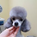 쁘니애견 이미지