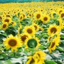 (주)해바라기 이미지