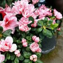 녹색화원 이미지