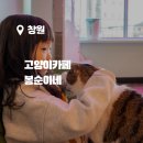 성산구 ⓒ-32 | 창원 실내 가볼만한곳 유기묘 고양이카페 봉순이네
