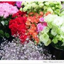 양재시장 이미지