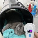 이플동물병원 이미지