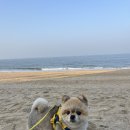 대천예쁜펜션 애견동반예쁜댕 이미지