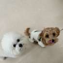 시오꾸꾸 이미지