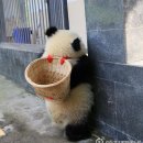 아보 이미지