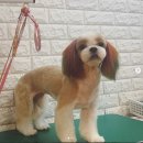 강사모백화점 이미지