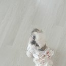 샤이니플라워 이미지