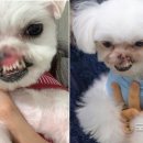 순수 국민일보