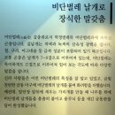 신라 황남대총 비단벌레 유물 이미지