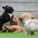 애견랜드 | 애견동반 에버랜드 다녀온 후기