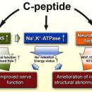 C-peptide 이미지