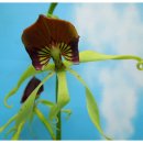 clamshell orchid,cockleshell orchid &amp;프로스테키아 코클레아타 이미지