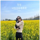 경남자동차판매(주)마산 | 2025 경남 창녕 유채꽃 제 20회 낙동강 유채꽃축제일정 및 소개