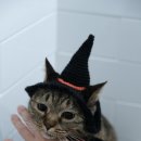 고양이 미용& 호텔 우연히, 캣 이미지