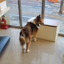 닥터에이스 동물병원 이미지