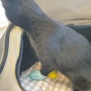 노아 동물병원 이미지