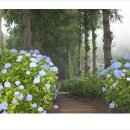 팜카밀레 이미지