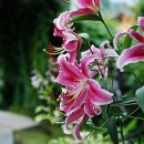 땡칠이 민박 이미지