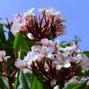 플루메리아 이미지