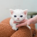 원벨리캣 이미지