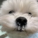 오레오레 이미지