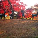 우제류를위하여 이미지