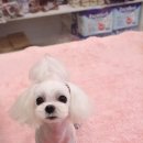 강아지분양애견말티즈푸들포메고양이분양