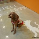 로얄벳 동물병원 이미지