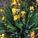 아이리스 이미지