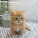 대구고양이분양 원펫 이미지