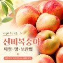 신비복숭아 제철은 언제? 1년에 딱 10일 만나는 맛과 후숙·보관법