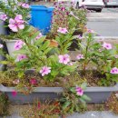 남부시장통닭 이미지