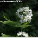 여주-0085 이미지