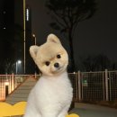 그루밍 사운드(Grooming Sound) 이미지