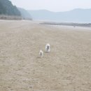 도그스케치 이미지