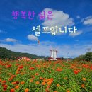 백일홍 - 안산시 단원구 부흥로 235 | 백일홍
