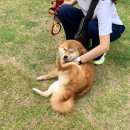 댕댕이 하우스 이미지