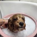 안나펫살롱 이미지